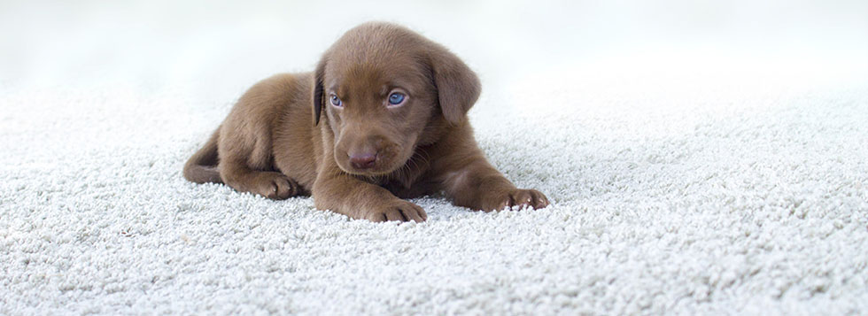 Pet-friendly carpet cleaning, pet stains removal